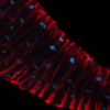 Drosophila hind gut stained with SiR-actin