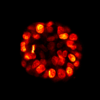 MCF10A Spheroid stained with SiR-DNA