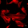 3T3 cells stained with SiR700-actin