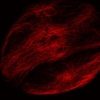 3T3 cells stained with SiR700-tubulin (confocal)