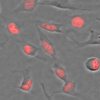 HeLa cells stained with 1x SPY700-DNA