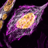 HeLa cells stained with SPY555-actin, SPY595-DNA and SPY650-tubulin