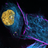 Live HeLa cells stained with SPY555-actin (magenta), SPY595-DNA (orange) and SPY650-tubulin (blue)