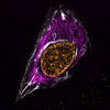 STED image of Live HeLa cell stained with SPY555-tubulin (magenta), SPY595-DNA (orange) and SiR-actin (white) with a single 775 nm STED line