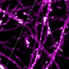 SPY620 on neurons