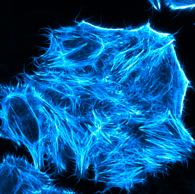SPY650-FastAct_X - Live cell actin probe - Spirochrome