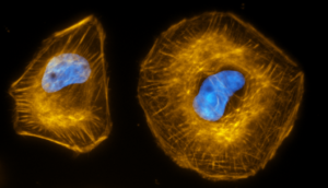 SPY555-FastAct_X_SPY650-DNA_2